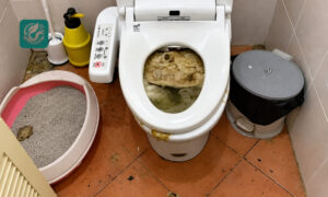 Nước bồn cầu dâng ngược