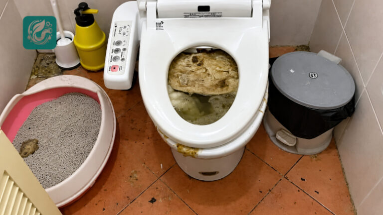 Nước bồn cầu dâng ngược