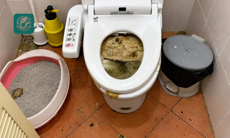 Nước bồn cầu dâng ngược